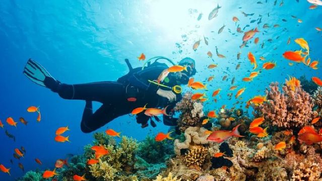 エジプト フルガダ ギフトゥン諸島 ダイビング発見 シュノーケリング 7時間 [フルガダでのダイビングとシュノーケリング]