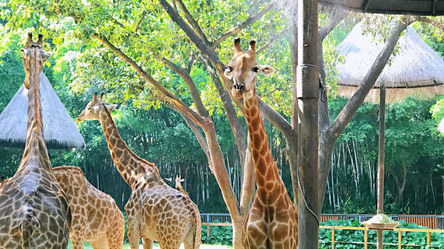 廣州長隆野生動物世界+廣州長隆國際大馬戲團一日遊【10人包團】