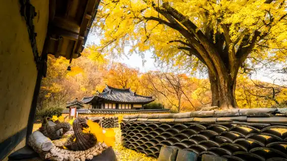 韓國慶州新羅古蹟一日遊 (釜山出發, 世界文化遺產)