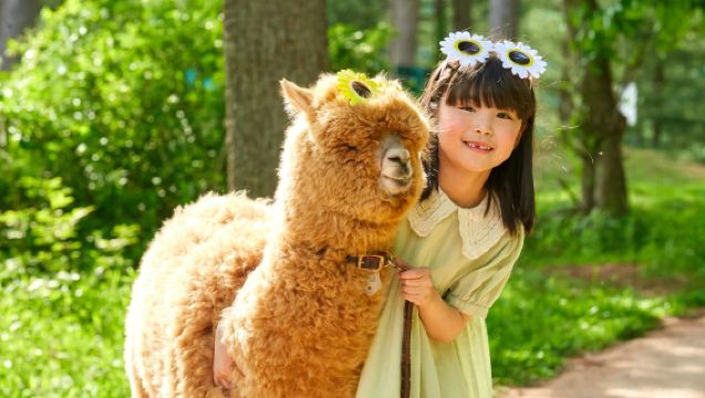 Excursión de un día por los alrededores de Chuncheon en Corea del Sur | Granja de alpacas + bicicleta en los raíles