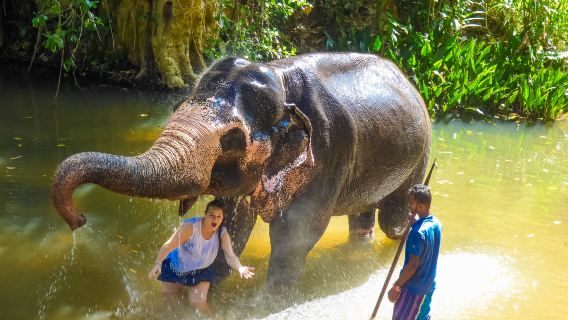 Descubre más sobre la experiencia de conservación de elefantes en Luang Prabang y las cataratas de Kuangsi