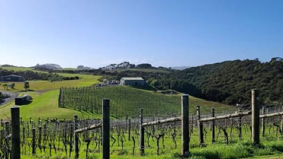 From Auckland: Waiheke Island Wine Cellar Tour