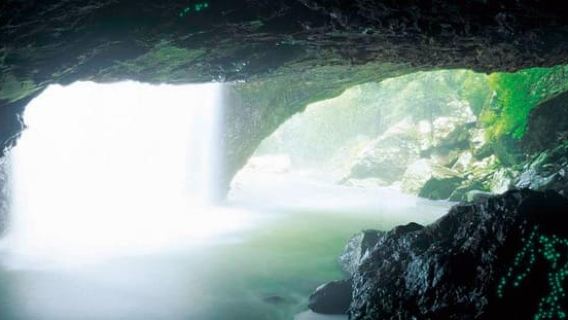 Gold Coast: tour notturno delle lucciole del Natural Bridge