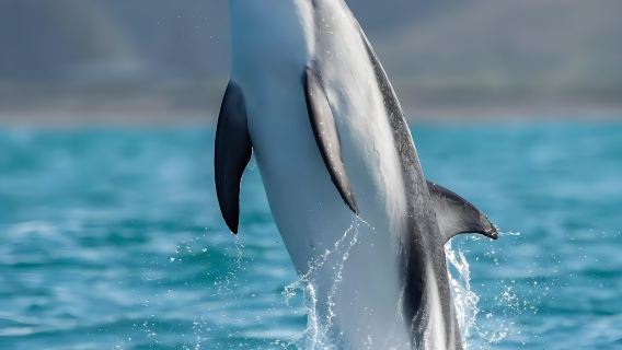 クライストチャーチ+カイコウラ+カイコウラ・ホエールウォッチングクルーズ【クジラ、イルカ、アシカ、すべて見られる】