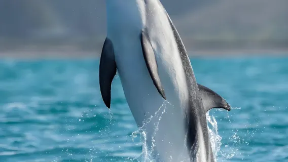 Christchurch + Kaikoura + Whale Watch Kaikoura [Whales, dolphins, and sea lions - see them all]