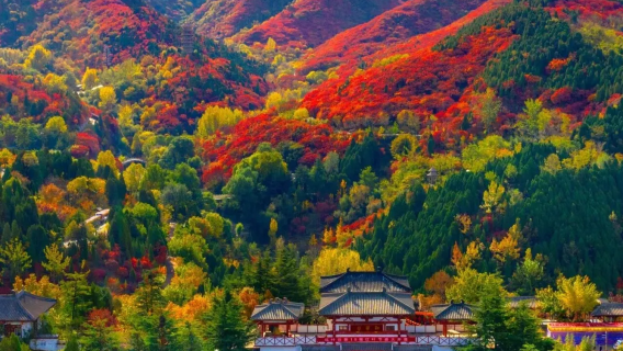 濟南紅葉谷賞「楓」一日遊