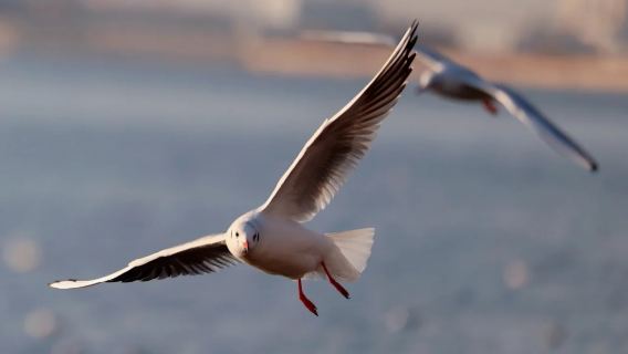 Tianjin Altkai Möwen beobachten + Dongjiang Meerespark + Binhai Bibliothek Tagesausflug ∣ Privattour