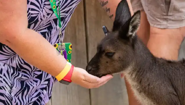 從雪梨出發：藍山、風景鐵路和雪梨動物園