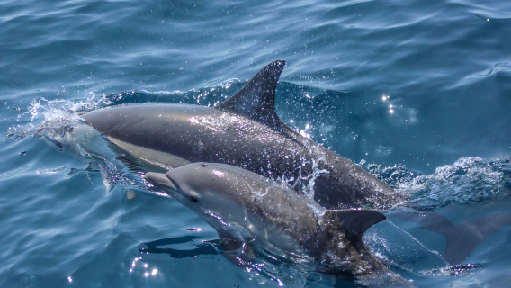 Auckland Dolphin Explorer Whale Watching Cruise