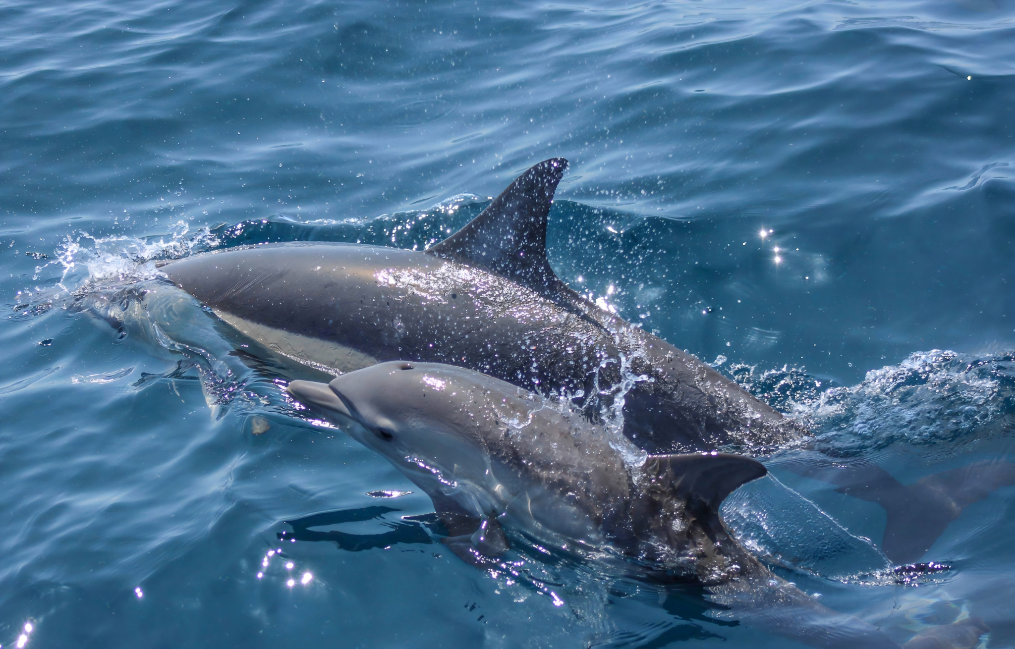 Auckland Dolphin Explorer Whale Watching Cruise