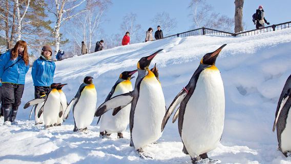 Hokkaido Asahiyama Zoo + Ningle Terrace + Shirahige Waterfall 1-day tour|Free Zoo Admission Tickets