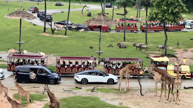 廣州長隆野生動物世界一日遊丨快速出票/親子出行/家庭遊