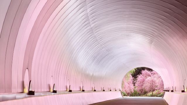 【桜限定】MIHO MUSEUM+園城寺 (三井寺)の夜桜+琵琶湖第1疏水|大阪/京都発