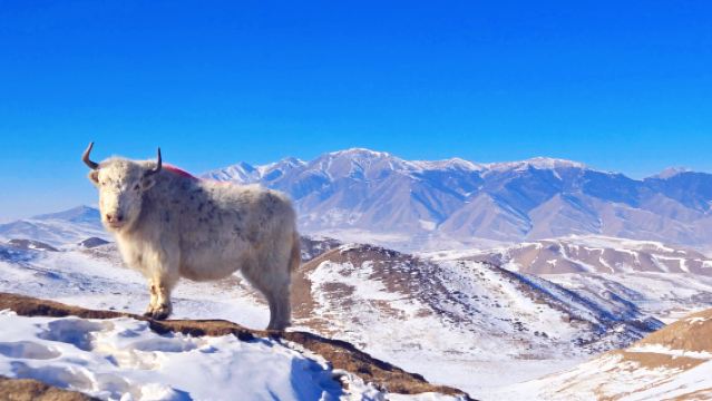 烏鞘嶺＋天梯山石窟＋馬牙雪山＋白塔寺＋騎馬拍照