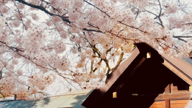 Early Summer Limited Edition: Cherry Blossoms + Cape Kamui + Otaru + Shiroi Koibito Park 1-Day Tour
