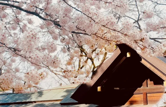 賞花觀海初夏限定丨櫻花+積丹神威岬+小樽+白色戀人公園一日遊