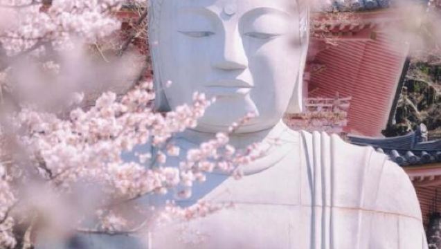 Lawatan Sehari Menikmati Bunga Sakura | Todaiji · Taman Nara · Taman Langit Takami no Sato | Berlepas dari Osaka