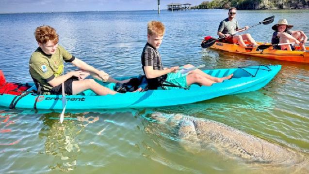 Dolphin and Manatee Stand Up Paddleboard Tour in Daytona Beach