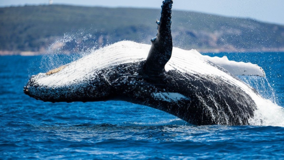 Australie-Occidentale : Observation des baleines au départ du cap Leeuwin/Cape Leeuwin à Augusta