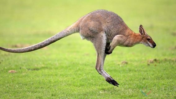 Lawatan Sewa Peribadi 1 Hari: Sydney Pergi-Balik Wollongong + Lawatan Sehari Lembah Kangaroo [Dunia Dongeng Kecil]
