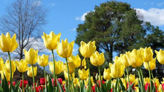 Canberra: Floriade Festival Guided Tour + Tulip Top Gardens Entry + Transfers
