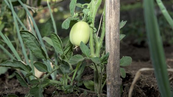 Sicilian Cooking Class in a Professional Kitchen on Mount Etna with an Organic Vegetable Garden