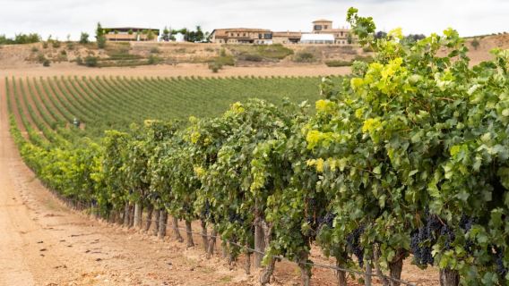 Haza: Ribera del Duero Winery Tour and Wine Tasting