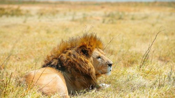 Ngorongoro Crater Day Trip