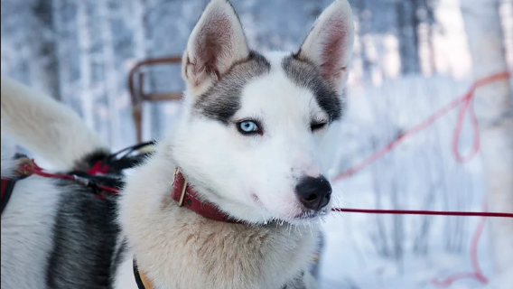 Rovaniemi|Husky-Schlitten 1 km/5 km/10 km/20 km