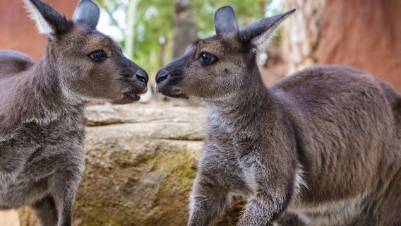 WILD LIFE Sydney Zoo: Entry Ticket