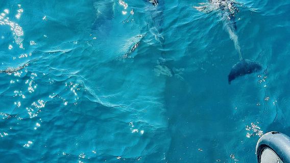 Tour di un giorno alla montagna Guanyin di Xiamen + spiaggia di Huangcuo + villaggio del vento di cocco + strada ad anello + baia di Wuyuan (disponibile in inglese e cinese)