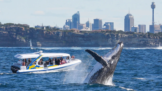 Sydney Whale Watching Fantasea Cruising pelayaran