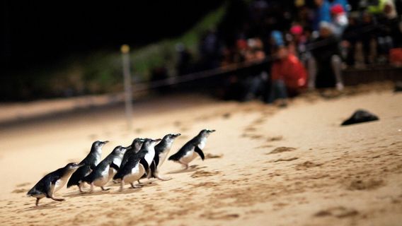 MelbourneTours