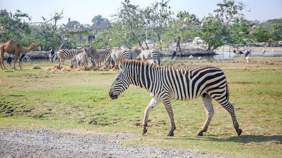 曼谷野生動物園+暹羅水世界【普通話包車團-不拼車-曼谷週邊遊】