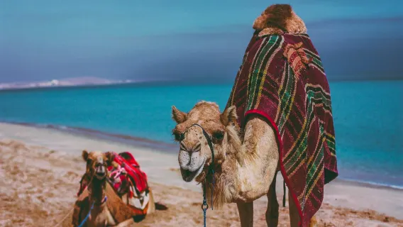 Tour di un giorno all'esplorazione del deserto di Doha e del mare interno [prelievo in hotel, giro in cammello e sandboarding]