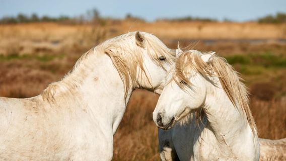 Desde Aviñón: recorrido por la Camarga con entrada al Parque de Aves de Pont de Gau