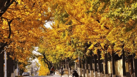 Qingdao: tour privado por la ciudad con cerveza y un delicioso almuerzo