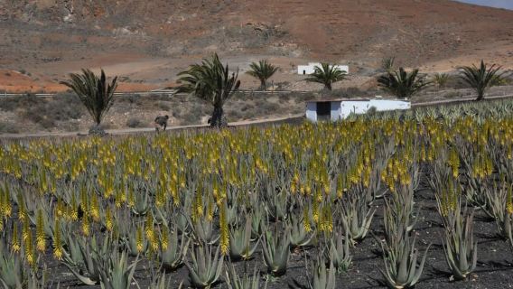 Gran Canaria Tour: Past and Present