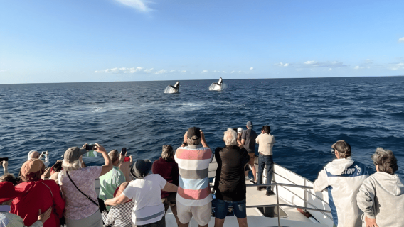 Hervey Bay: crociera di 3/4 giorni per l'osservazione delle balene con pranzo