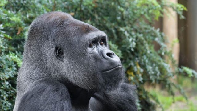 Rhenen: ตั๋วเข้าสวนสัตว์ Ouwehands