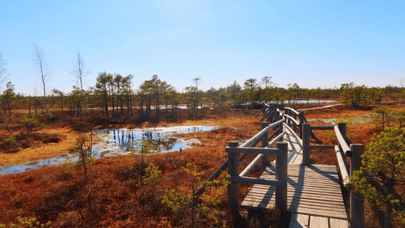 리가에서 출발: Jurmala & Kemeri 투어 + 발트해