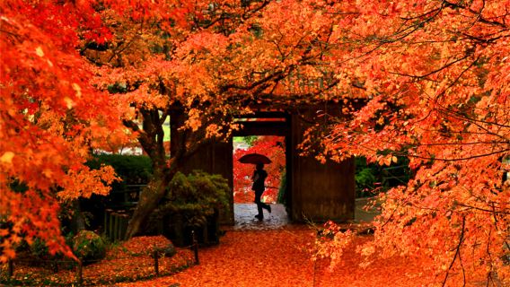 Kyushu Autumn Leaves Tour: Mifuneyama Rakuen + Yutoku Inari Shrine + Daikozenji Temple + Kunenan Gardens