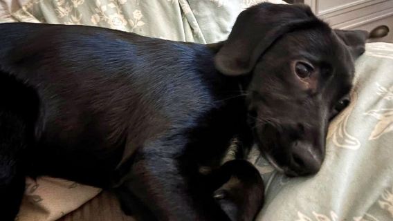 Boarding for New Dogs, with free 30 minute intake appointment - 8 Days