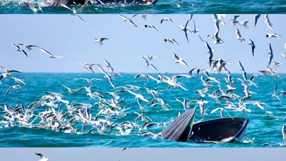 新西蘭基督城植物園+凱庫拉觀鯨（不含遊船票）一日遊