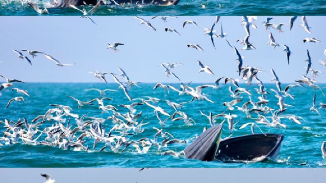 lawatan sehari ke Taman Botani Christchurch dan pemerhatian ikan paus Kaikoura (tidak termasuk tiket pelayaran) di New Zealand