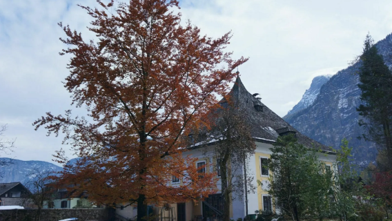 奧地利哈爾施塔特｜旅遊陪同翻譯｜展會｜商務考察洽談｜自由行地接｜接機（可私人訂製）