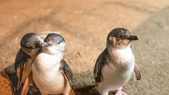 เกาะฟิลลิป: ทัวร์พร้อมไกด์จากเมลเบิร์น + ไวน์ อาหารกลางวัน และขบวนพาเหรดเพนกวิน