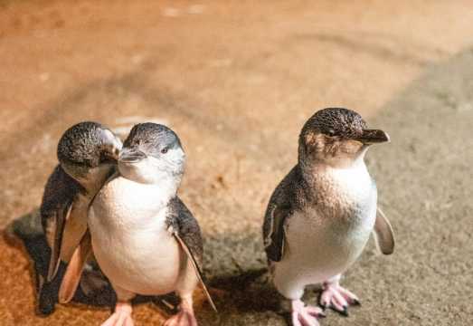 Phillip Island: Guided Tour from Melbourne + Wine, Lunch & Penguin Parade AUD 219.82