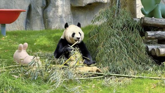 Shanghai Day Tour:Bund+Nanjing Road Pedestrian Street+Shanghai Zoo+Xintiandi