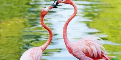 【北京野生動物園】獨立專享成團&多種語言溝通&無需拼車